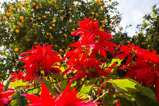 Poinsettia and Oranges growing in Alajero on La Gomera, Canary Islands.